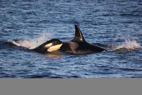 Bigg's Killer Whales in the Rosario Strait! Bigg's Killer Whales in the Rosario Strait!