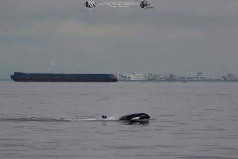 Bigg's killer whale near San Juan Island Transient killer whale in the Strait Georgia