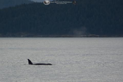 Female Bigg's killer whale surfacing Female Transient Killer Whale at the Surface