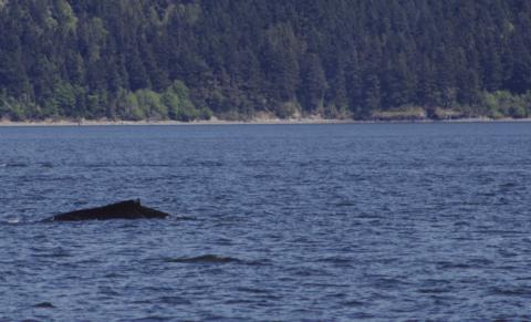 Poptart, the Humpback Whale, Travels with a Grey Whale through Rosario Strait Humpback Whale