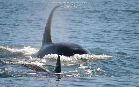 Bigg's killer whales hunting Bigg's killer whales hunting