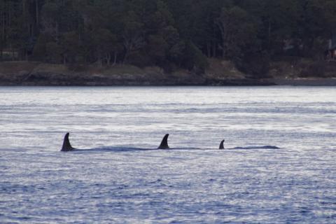 J19s in Haro Strait in Feb. 2019 Southern Resident Orcas of J pod