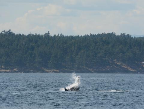orca flinging porpoise in air killer whale launching a porpoise into the air during a hunt