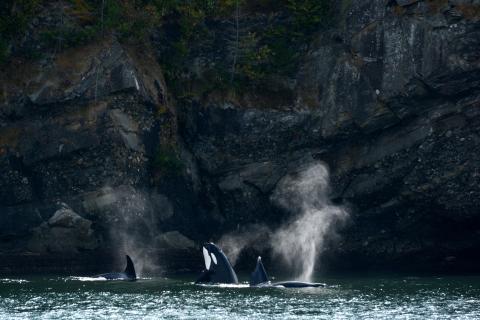 a group of orcas surfacing together right off shoreline. One is spyhopping or sticking its full head out of the water