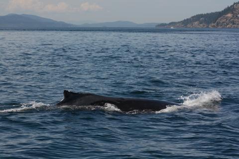 Humpback Surface humback whale surfacing with dorsal fin out of the water