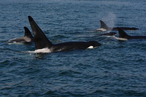 family of orcas 5 orcas surfacing together