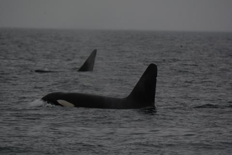 T19B, August 2024 pc: Maxx Kinert, San Juan Safaris
