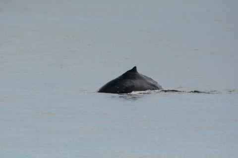 HUMPBACK