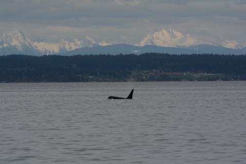 T049C under Mt. Baker T049C under Mt. Baker