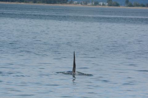 dorsal fin dorsal fin