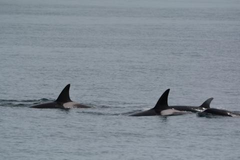 dorsal fins