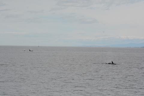 Killer whales in two groups