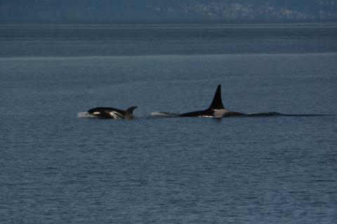 Natty_T065Bs_LT Bigg's Killer Whales the T65B's