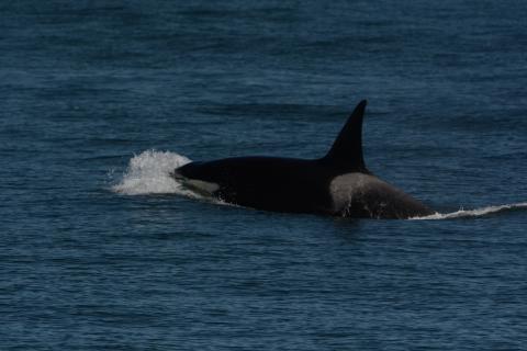 killer whale surfacing Killer whale