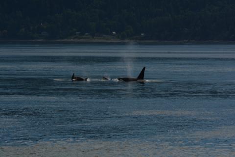 T46Bs and T123s, May 30 2025 pc: Lauren Tschirhart, San Juan Safaris