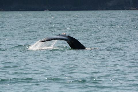 Humpback Whale Schooner, May 2025 pc: Olivia Esqueda, 5.3.2025