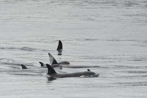 Transient Orcas Socializing in Rosario Strait pc: Olivia Esqueda, May 2025.