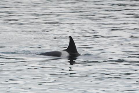 T100s Swim Near Deception Pass pc: Olivia Esqueda, May 2025