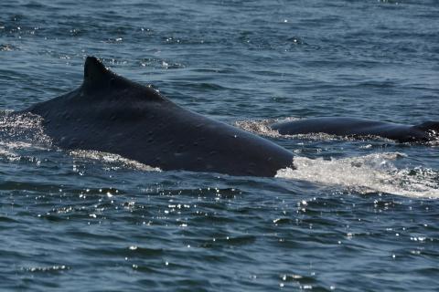 Big Mama and Her Calf in the Strait of Georgia pc: Kelly Klein, May 2025.