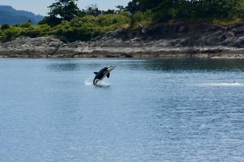 breaching killer whale T046Bs breaching killer whale T046Bs