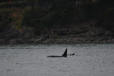T46Cs, June 25th 2025 T46Cs, pc: Olivia Ellman, San Juan Safaris