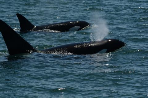 T123's Travel Through Rosario Strait pc: Lauren Tschirhart, May 2025.