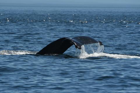 Humpback Whale Yogi