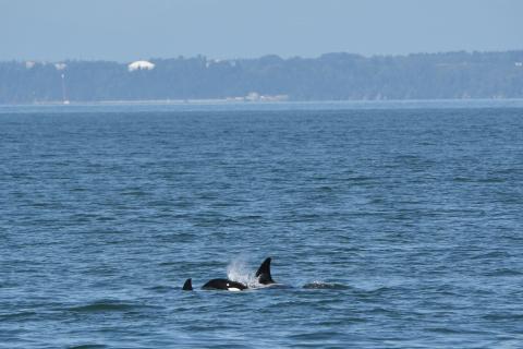 T36As, July 2025 pc: Olivia Ellman, San Juan Safaris