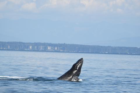 Humpback Breaching, July 2025 pc: Kelly Klein, San Juan Safaris