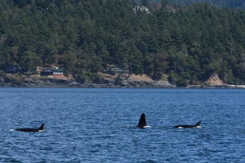 T19B Galiano and T109As, August 2025 pc: Olivia Ellman, San Juan Safaris