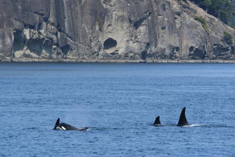 T49As, August 2025 pc: Olivia Ellman, San Juan Safaris