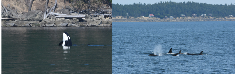 August 27, 2025 Orcas