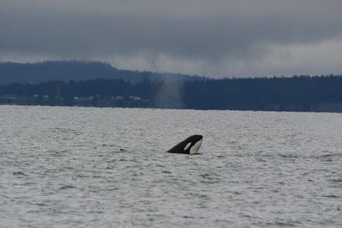 T137 orca spyhopping in the san juan island