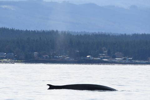 fin whale