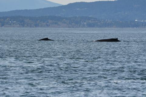 2 humpbacks
