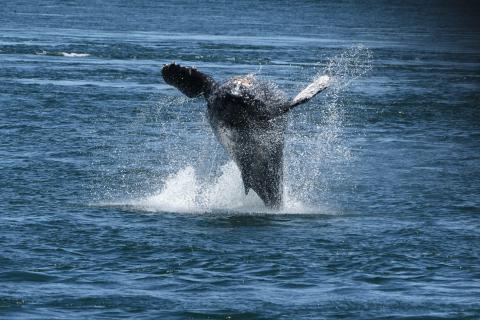 Divot's Calf Breaching 6.13.26