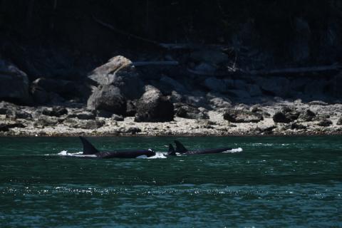 pc: Olivia Ellman, San Juan Safaris