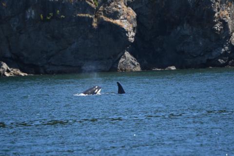 pc: Olivia Ellman, San Juan Safaris