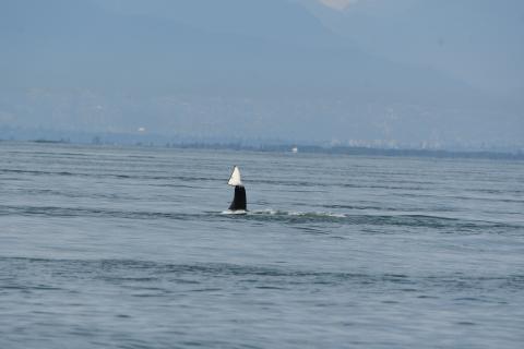 T123headstand