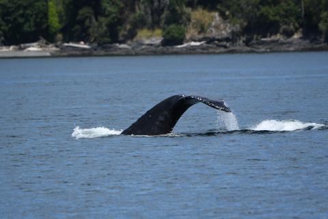 Humpback BCX1800