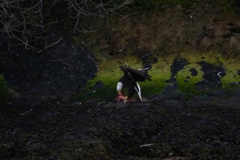 eagle