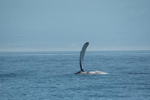 BCX2481_and?_07.19.26_AL