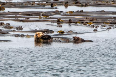 Sea Otter