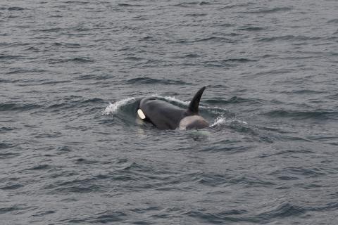 killerwhalesurface