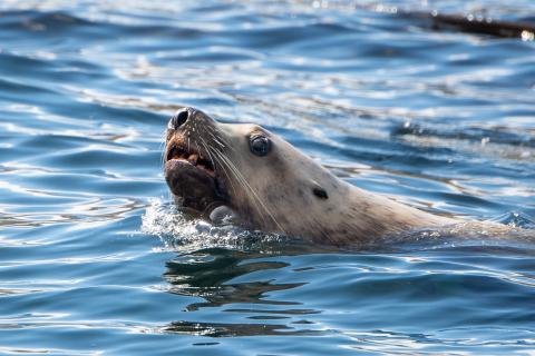 Steller Sea Lion 08/23/26
