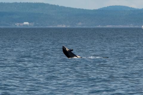 9.3.26 LV Breaching Calf