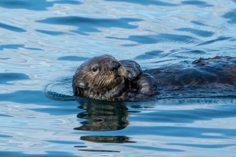 09/11/26 LV Sea Otter