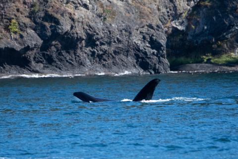 pc: Olivia Ellman, San Juan Safaris