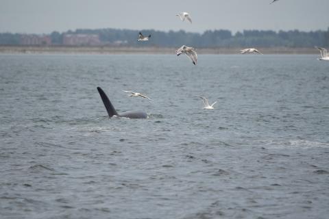 T099s_08/30/26_AL