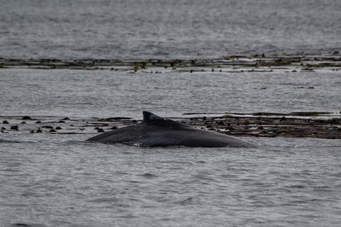 Humpback
